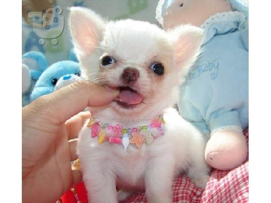 chihuahuas κουτάβια ψάχνουν για ένα νέο σπίτι